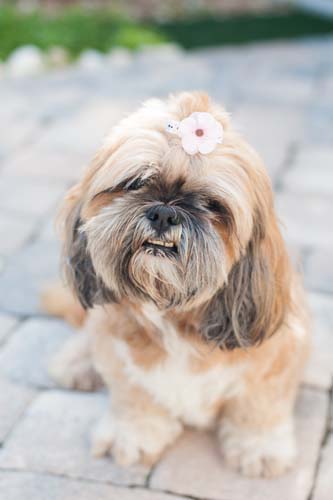 BONZ: Bonz learns Lhasa ’bout Tibet from Daisy Cookie