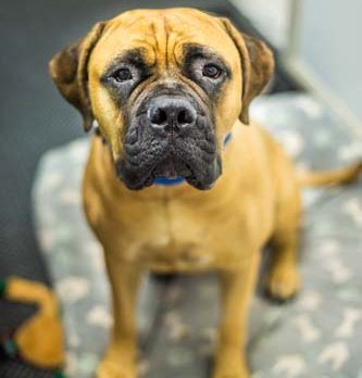No Bull! Bonz says this Mastiff is one cool Dude