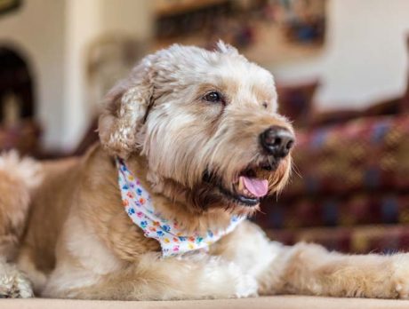 Bonzo says cheerful Rocky’s one happy camper