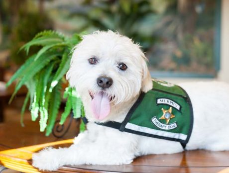 Bonz meets Murphy, one of Sheriff’s Finest (pooches)