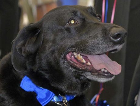 AmbassaDog Kuma is just ‘plane’ awesome