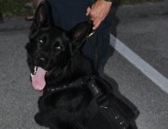 Sebastian officer charged in K-9 partner’s death