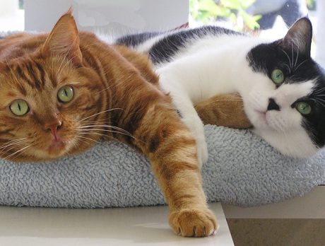 Humane Society to foster pets impacted by Maria