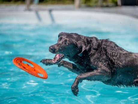 Bonz meets jumpin’ Jennifer, a water-lovin’ Lab