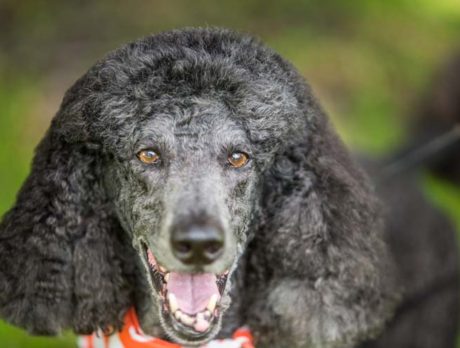 Smitten Bonz says Miss Julie is a glittering ‘Jewel’