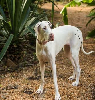 Bonz meets Pearl, who’s blind, deaf … and all heart