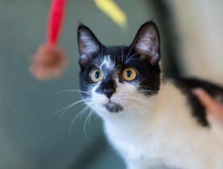 Bonzo falls for marvelous Maya, a pretty kitty