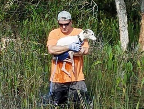 Community unites to find dog missing during Irma
