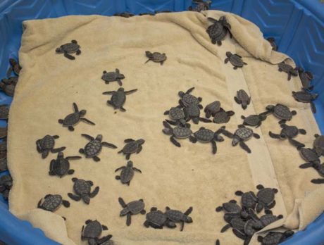 70% of marked turtle nests washed away by Irma