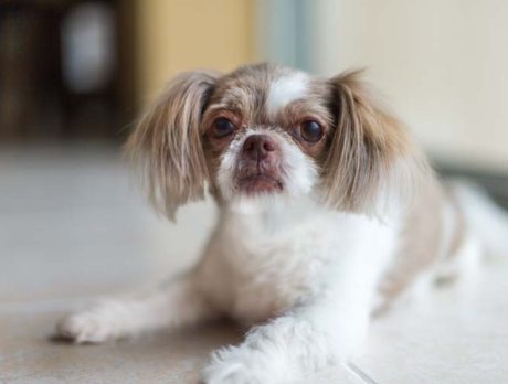 Bonzo meets pretty Pixie, an itsy-bitsy Mini Miki