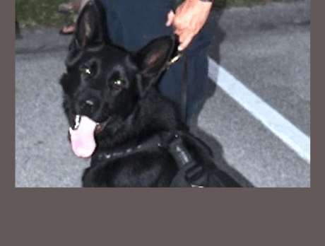 Sebastian K-9 officer acquitted of animal cruelty charge