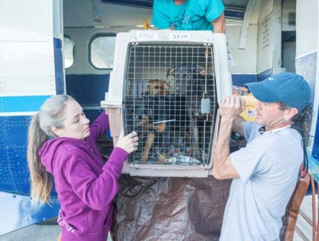 Bonz’s heart warmed by Puerto Rican pooches’ rescue