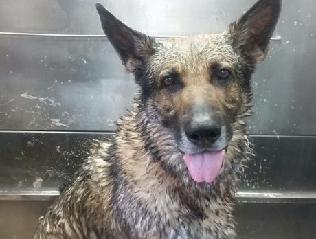 Sebastian K-9 dog retires