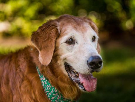 Bonz says canine Owen Wilson is hilarious, too