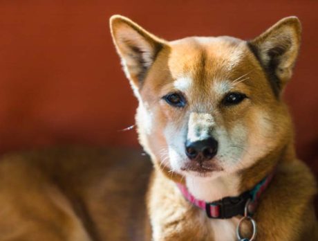 Bonzo has ‘Inu’ buddy, Leo from Long Island