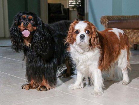 Bonz says Milo and Morgan are a coupla cuties