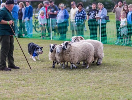 And they’re arf! ‘Bark in Park’ unleashes the hounds