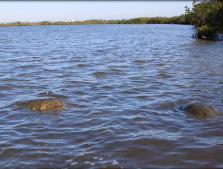 Local agencies aim to rescue cold stunned sea turtles