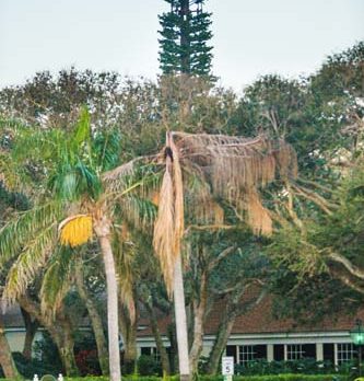 Christmas tree-like cell tower rises over Shores town offices