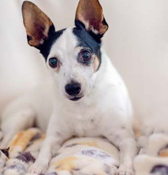 Bonz inspired by Tucker, who’s blind but blessed