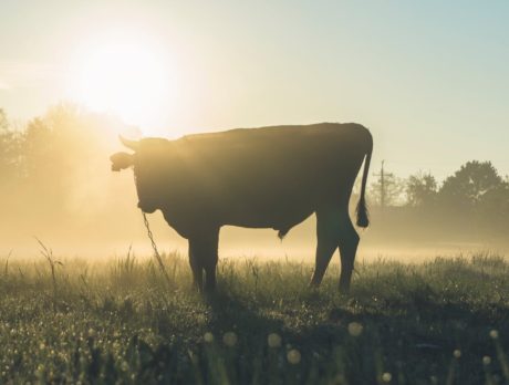 Car strikes, kills bull in north county