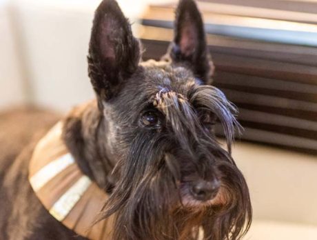 Bonzo enjoys company of dynamic terrier duo