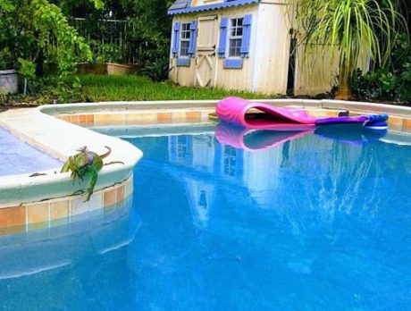 Be thankful for cold snaps. Not too many iguanas are roaming around here – yet