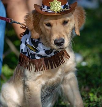 Bonz howls at pooches’ priceless Pawrade duds