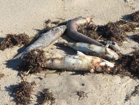 Contractor to help with dead fish cleanup this weekend