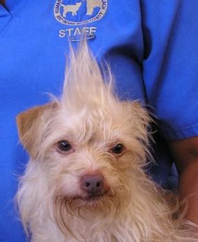 PHOTO: Canine Coif