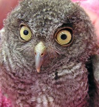 Humane Society seeks wildlife transport volunteers