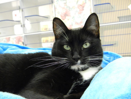 Meet Destiny- Humane Society’s Pet of the Week