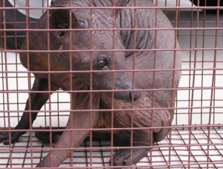 Hairless raccoon