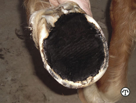 Sound Or Lame: It’s Often Found In The Health Of The Sole