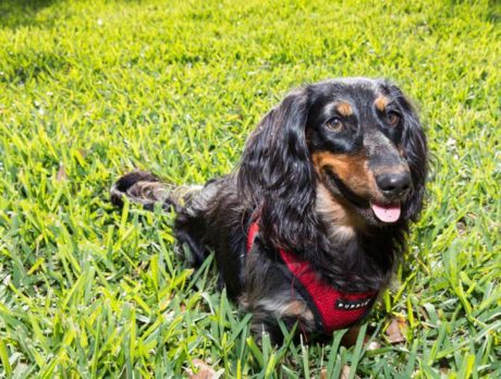 BONZ: Bonz wowed by Waldi, a big-hearted little hound