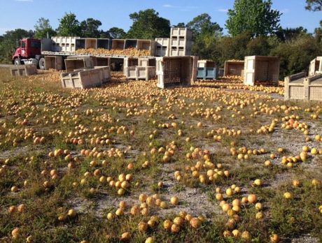 I-95 ramp opens after citrus spill in Fellsmere
