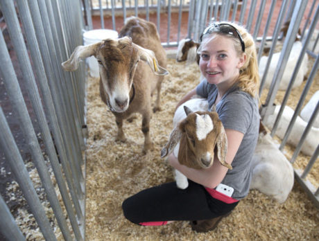 4-H Club active here in wide variety of fields