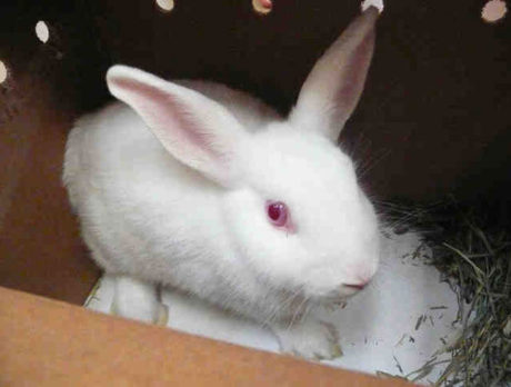 Meet Snowball – Humane Society’s pet of the week