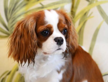 Bonz’s ‘Cavalier’ attitude: Misty is magnificent