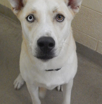 Meet Buddy – Humane Society’s Pet of the Week