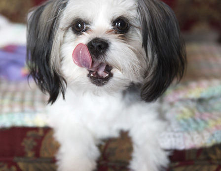 BONZ: Bonzo yaps with a happy stress reducer