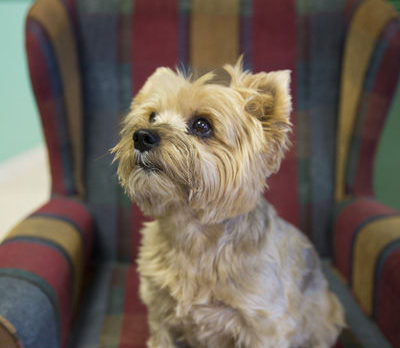 BONZ: The tiny dog who runs a big shrimp farm