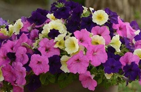 Fashion influences gardening trends for easy, eye-catching flowers