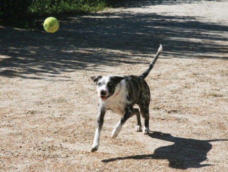 BONZ: Pepper the Louisiana Catahoula Leopard dog with OBPD