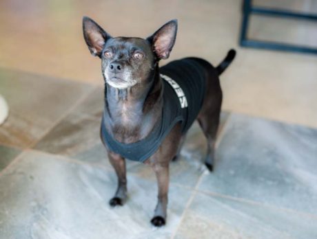 Bonzo says Vader is a playful ‘Force’ of nature