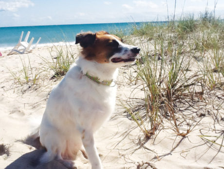 BONZ: ‘Potcake’ dog comes from Bahamas to our Atlantis