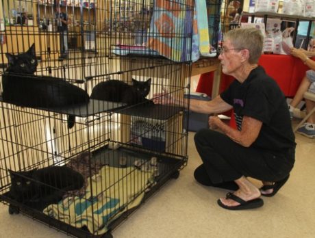 Name Your Own Price Kitten Adoption at Petco on Sept. 8
