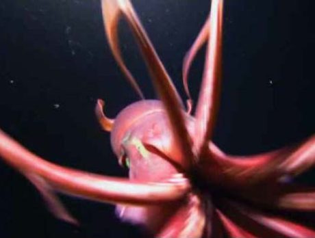 Giant Squid