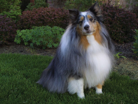BONZ: Meet Murry, Diesel, Max – the new pack in The Moorings