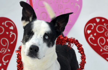 Meet Precious – H.A.L.O. Rescue’s Pet of the Week